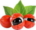 Guarana Seed