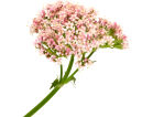 Valerian Root